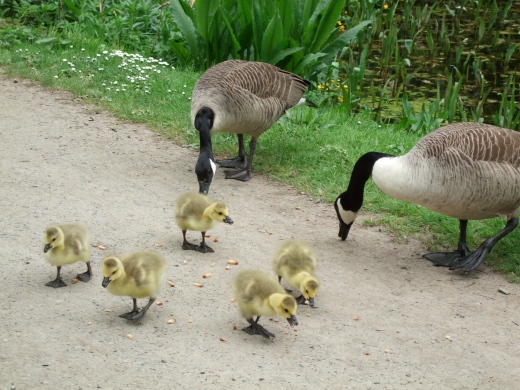 22. Geese and Goslings